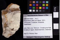 Foto (Objket + Etiketten) von Galatheithes zitteli (von Meyer, 1851) 